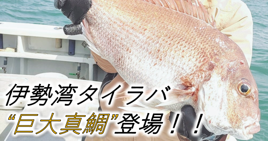 伊勢湾タイラバ 巨大真鯛の釣り方